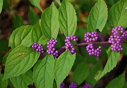 Purple Callicarpa Fruit Seeds for Planting – Heirloom & Non-GMO Garden seeds, vibrant berries for ornamental landscaping