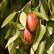 Sherwood Jujube fruit seeds for planting - Heirloom & Non-GMO garden seeds, sweet nutritious yard fruits