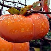 Red Asian Persimmon fruit seeds for planting – Heirloom & Non-GMO sweet garden seeds