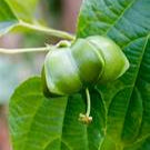 Plukenetia plant seeds for planting – Heirloom & Non-GMO garden seeds, nutrient-rich vines for sustainable gardens