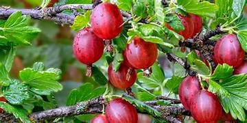 Poorman Gooseberry fruit seeds for planting - Heirloom & Non-GMO Garden seeds