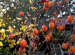 Red Asian Persimmon fruit seeds for planting – Heirloom & Non-GMO sweet garden seeds