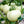 White Tomato Fruit Seeds for Planting – Heirloom & Non-GMO Garden seeds, sweet and rare tomato variety