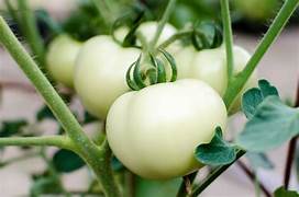 White Tomato Fruit Seeds for Planting – Heirloom & Non-GMO Garden seeds, sweet and rare tomato variety
