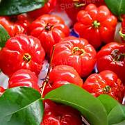 Pitanga fruit seeds for planting - Heirloom & Non-GMO Garden seeds, tart tropical cherry variety for warm climates