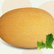 Yubari Melon fruit seeds for planting - Heirloom & Non-GMO Garden seeds, rare sweet variety for home growers
