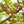Yellow Aegle Marmelos fruit seeds for planting – Heirloom & Non-GMO seeds for aromatic bael gardens