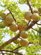 Yellow Aegle Marmelos fruit seeds for planting – Heirloom & Non-GMO seeds for aromatic bael gardens
