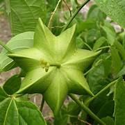 Plukenetia plant seeds for planting – Heirloom & Non-GMO garden seeds, nutrient-rich vines for sustainable gardens