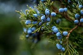 Juniper fruit seeds for planting - Heirloom & Non-GMO Garden seeds, flavorful berries for ornamental gardens