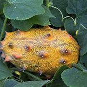 Horned Melon fruit seeds for planting - Heirloom & Non-GMO Garden seeds
