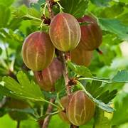 Poorman Gooseberry fruit seeds for planting - Heirloom & Non-GMO Garden seeds