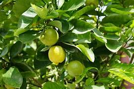 Green Lemon fruit seeds for planting – Heirloom & Non-GMO rare citrus garden seeds