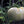 White Tomato Fruit Seeds for Planting – Heirloom & Non-GMO Garden seeds, sweet and rare tomato variety