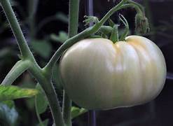 White Tomato Fruit Seeds for Planting – Heirloom & Non-GMO Garden seeds, sweet and rare tomato variety