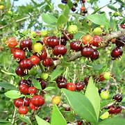 Pitanga fruit seeds for planting - Heirloom & Non-GMO Garden seeds, tart tropical cherry variety for warm climates