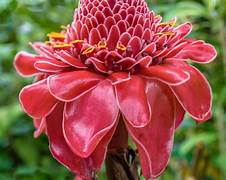 Torch Ginger flower seeds for planting - Heirloom & Non-GMO Garden seeds