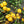 Yellow Quince fruit seeds for planting - Heirloom & Non-GMO Garden seeds, fragrant fruit variety for garden landscapes