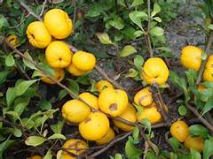 Yellow Quince fruit seeds for planting - Heirloom & Non-GMO Garden seeds, fragrant fruit variety for garden landscapes