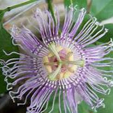 Purple Passiflora Incarnata fruit seeds for planting - Heirloom & Non-GMO garden seeds, vibrant medicinal variety