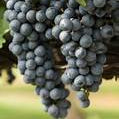Muscat Grape (Black) fruit seeds for planting - Heirloom & Non-GMO Garden seeds, flavorful backyard vines