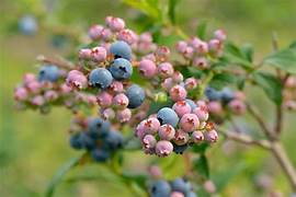 Rabbiteye Blueberries fruit seeds for planting - Heirloom & Non-GMO Garden seeds