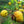 Wild Rosa Roxburghii fruit seeds for planting – Heirloom & Non-GMO garden seeds, nutrient-rich rose fruit