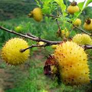 Wild Rosa Roxburghii fruit seeds for planting – Heirloom & Non-GMO garden seeds, nutrient-rich rose fruit