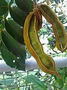 Inga Edulis Plant Seeds for Planting – Heirloom & Non-GMO Garden seeds, tropical edible pods for home gardens