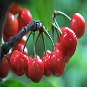 Red Cherry fruit seeds for planting – Heirloom & Non-GMO seeds for sweet juicy orchard cherries
