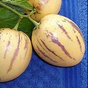 Pepino fruit seeds for planting – Heirloom & Non-GMO garden seeds, sweet refreshing melon-like fruit variety