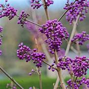 Violet Callicarpa Bodinieri fruit seeds for planting - Heirloom & Non-GMO Garden seeds