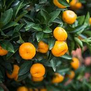 Orange Lemon fruit seeds for planting - Heirloom & Non-GMO garden seeds, extra-large citrus tree variety