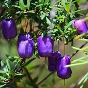 Purple Apple Berry fruit tree seeds for planting - Heirloom & Non-GMO Garden seeds