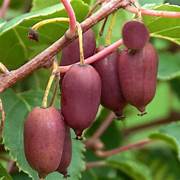 Scarlet Kiwi fruit seeds for planting - Heirloom & Non-GMO Garden seeds