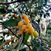 Tanaka Loquat fruit seeds for planting – Heirloom & Non-GMO garden seeds, rare hardy fruit tree variety
