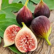Violette de Bordeaux Fig fruit seeds for planting – Heirloom & Non-GMO garden seeds, rich figs for warm climates