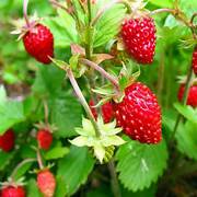 Strawberry Alexandria fruit seeds for planting - Heirloom & Non-GMO Garden seeds