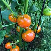 Orange Eggplant fruit seeds for planting - Heirloom & Non-GMO Garden seeds