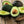 Wurtz Avocado fruit seeds for planting - Heirloom & Non-GMO Garden seeds, creamy dwarf variety for cooler zones