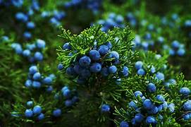 Juniper fruit seeds for planting – Heirloom & Non-GMO berry-producing garden seeds