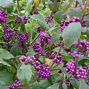 Violet Callicarpa Bodinieri fruit seeds for planting - Heirloom & Non-GMO Garden seeds