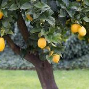 Orange Lemon fruit seeds for planting - Heirloom & Non-GMO garden seeds, extra-large citrus tree variety