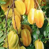Starfruit fruit seeds for planting - Heirloom & Non-GMO Garden seeds, sweet tropical variety for home gardens