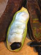 Inga Edulis Plant Seeds for Planting – Heirloom & Non-GMO Garden seeds, tropical edible pods for home gardens