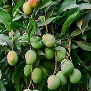 Competition Mango fruit seeds for planting - Heirloom & Non-GMO Garden seeds