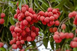 Red Lychee seeds for planting - Heirloom & Non-GMO exotic tropical fruit garden seeds