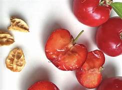 Barbados Cherry fruit seeds for planting - Heirloom & Non-GMO Garden seeds