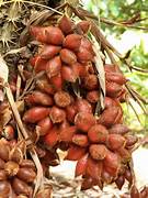 Salak fruit seeds for planting - Heirloom & Non-GMO Garden seeds, exotic tropical snake fruit
