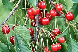 Morello Sour Cherry fruit seeds for planting – Heirloom & Non-GMO garden seeds, tangy fruit for preserves